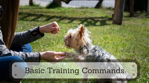 6 Basic Dog Training Commands Every Owner Must Know